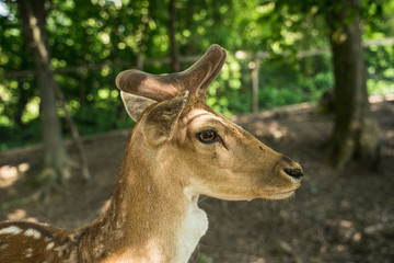 deer staring straight back at the camera -
