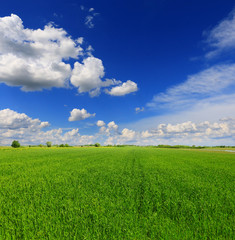 Obraz premium Wheat field against a blue sky