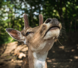 deer staring straight back at the camera -
