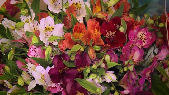 Colorful Alstroemeria flowers. A large bouquet of multi-colored alstroemerias in the flower shop
