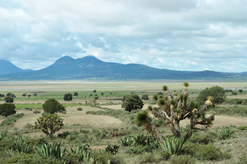 mountains landscape with maguey plants in foreground