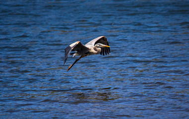 Great Blue over the water