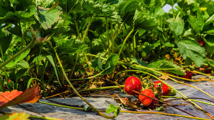 green shrub with red strawberry on strawberry plantation