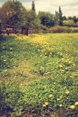 Field with yellow dandelions at sunny day, spring time.