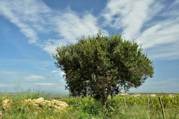 Weite Landschaft mit Olivenbaum und Weinfeld vor blauem Himmel mit Wolken in Sizilien