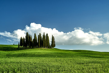 Amazing Tuscany landscape. Green grass, blue sky, cypress trees
