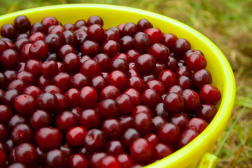 Heap of fresh red cherry with water drops in yellow plastic bucket. pile of ripe cherries background close up