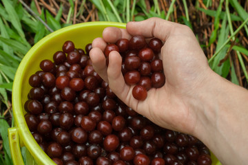Man's hand pouring fresh red cherry in the garden in the yellowbucket. ripe berries in the garden on summer day. Picking cherry
