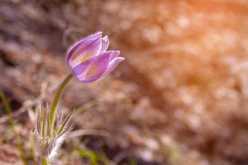 Beautiful spring purple flower pulsatilla grows in the forest at sunny spring day. Pulsat&iacute;lla prat&eacute;nsis. Purple first spring flowers of may.
