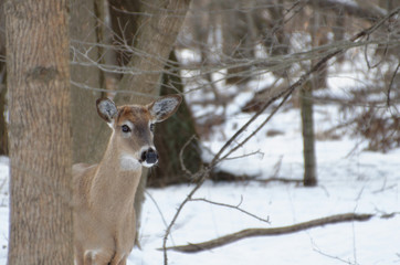 White-tailed Deer - Ontario, Canada