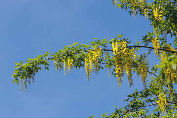 Laburnum tree with vivid yellow flowers against a blue sky