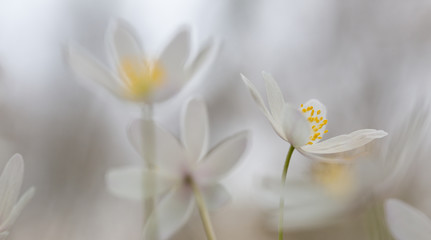 Early spring white wild flower background in soft focus , Anemone nemerosa or wood anemone.