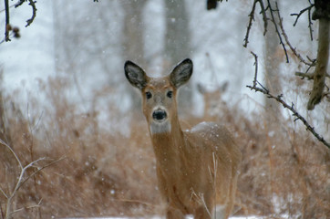 White-tailed Deer - Ontario, Canada