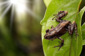 Pristimantis frog an exotic amphibian from the tropical Amazon rain forest in Colombia.