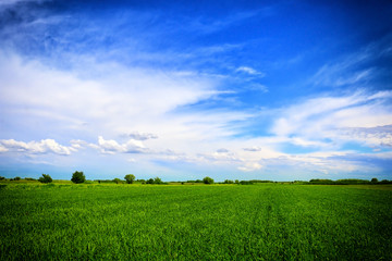 Obraz premium Wheat field against a blue sky
