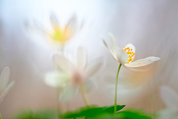 spring white wild flower dream. Wood anemone or Anemone nemerosa is a wildflower blooming in the forest. Soft focus image with blurred background.