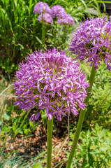 Gladiator Ornamental Onion Flowers