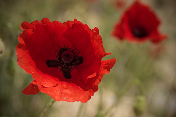 Red poppy