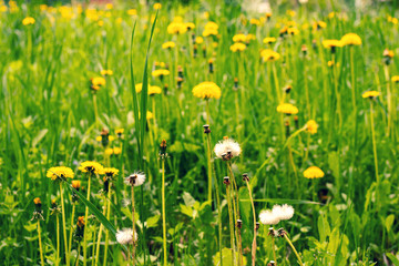 Green Field with yellow dandelions at sunny day, spring time.