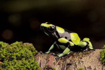 Poison dart frog,Dendrobates auratus from the Amazon rain forest in Colombia.  A macro of a poisonous amphibian in the rainforest. Toxic animal.