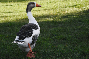 Obraz premium goose on grass