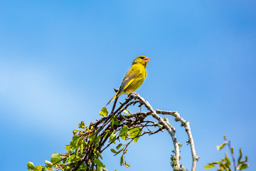 Greenfinch on blue