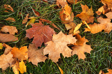 Carpet of autumn maple leaves on green grass. Yellow autumn maple leaves on green grass
