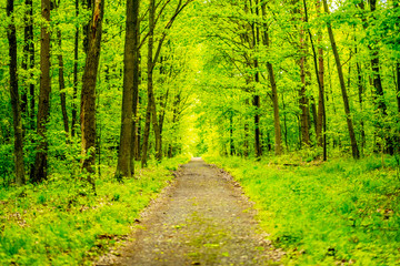 View of beautiful nature. Green trees in polish forests.