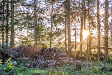 Brennholz © focus finder