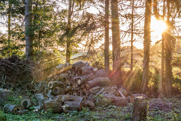 Brennholz © focus finder