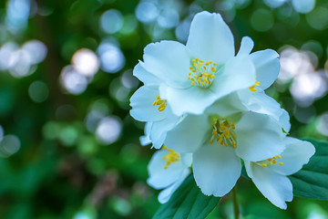 White jasmine flowers open on green branch, close-up