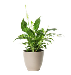 Pot with Spathiphyllum home plant on white background