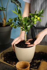 Woman transplanting home plant into new pot at table, closeup