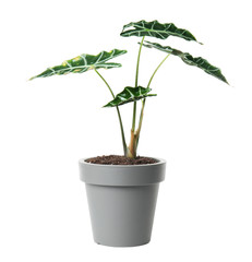 Pot with Alocasia home plant on white background