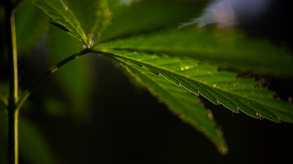 A green, large sheet of cannabis.The backlit, evening light hemp leaves.Green leaves glow in the sun.Green leaves glow in the sun.Large leaves.Fragment for advertising, medicinal herbs.