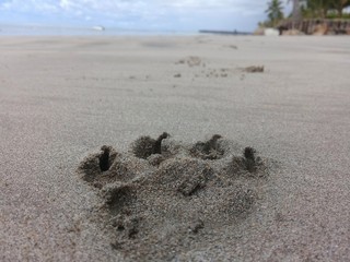 Dog footprint on beach sand
