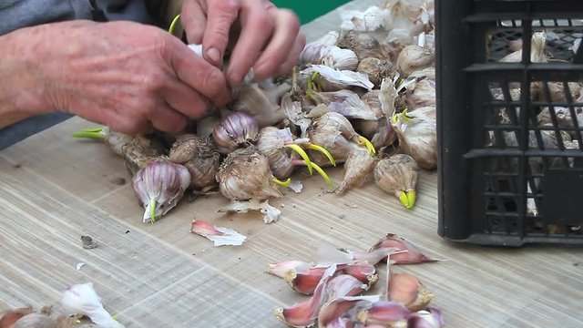Close-up of old woman's hands sifting and peeling garlic before cooking or planting in the ground outside, life on an old farm, own harvest, selective focus