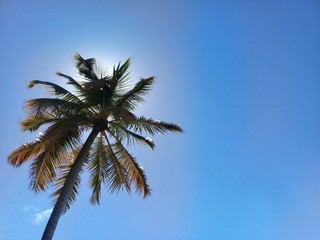 Fototapeta na wymiar Palm tree on blue sky with the sun behind