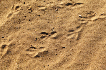 Bird tracks in the sand. Textured background