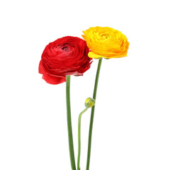 Beautiful spring ranunculus flowers isolated on white