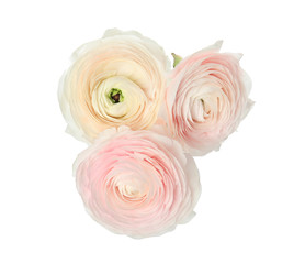 Beautiful spring ranunculus flowers isolated on white, top view