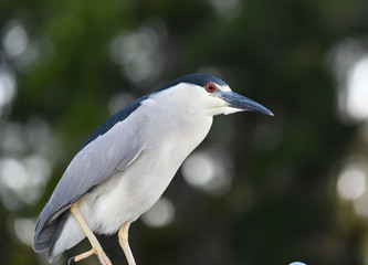 Portrait of a black crowned night heron