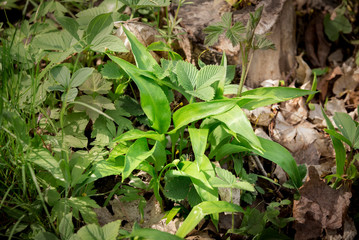 Fototapeta premium Wild garlic green leaves growing in forest in early spring surrounded by other different wild plants. 
