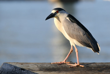 Obraz premium Black crowned night heron walking on the pier