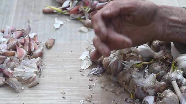 Close-up of old woman's hands sifting and peeling garlic before cooking or planting in the ground outside, life on an old farm, own harvest, selective focus