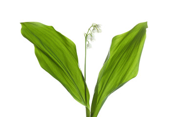 Beautiful fragrant lily of the valley on white background