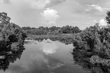 Peaceful scene of the wetlands in Florida in black and white 
