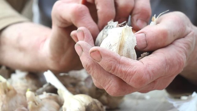 Close-up of old woman's hands sifting and peeling garlic before cooking or planting in the ground outside, life on an old farm, own harvest, selective focus