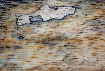 Naklejka premium Macro photography of different textures of wood produced naturally by fungi marks, humidity, fire or by tools.