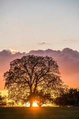 Fototapeta na wymiar Baumgrundstück bei Sonnenuntergang